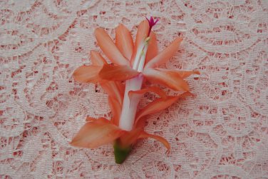 Christmas Cactus Butterfly Dusky Peach Starter Plant