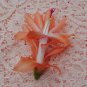Christmas Cactus Butterfly Dusky Peach Starter Plant