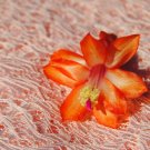 Christmas Cactus Sunset Strip Peach Starter Plant