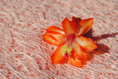 Christmas Cactus Sunset Strip Peach Starter Plant