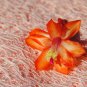 Christmas Cactus Sunset Strip Peach Starter Plant
