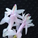Christmas Cactus Angel Kisses Starter Plant