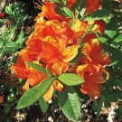 Azalea Rhododendron Hybrid~SMALL STARTER Plant Starter Plant