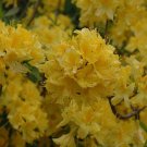 LEMON LIGHTS~Aromi Azalea Rhododendron Starter Plant
