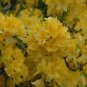LEMON LIGHTS~Aromi Azalea Rhododendron Starter Plant