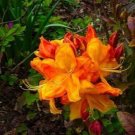 KLONDYKE~~Azalea Rhododendron~Well Rooted SMALL Starter Plant