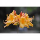 FANFARE~Aromi Azalea Rhododendron Deciduous Starter Plant