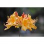 FANFARE~Aromi Azalea Rhododendron Deciduous Starter Plant