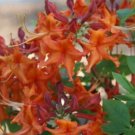 RED PEPPER~~Aromi Azalea Rhododendron Deciduous Starter Plant