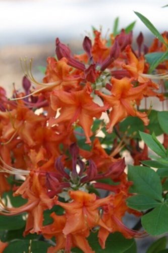 RED PEPPER~~Aromi Azalea Rhododendron Deciduous Starter Plant