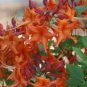 RED PEPPER~~Aromi Azalea Rhododendron Deciduous Starter Plant