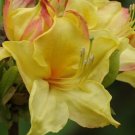 CANARY ISLES~~Aromi Azalea Rhododendron Deciduous Starter Plant