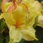 CANARY ISLES~~Aromi Azalea Rhododendron Deciduous Starter Plant