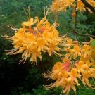 ESCATAWPA~~Aromi Azalea Rhododendron Deciduous Starter Plant
