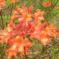 MAUVILA GOLD~~Aromi Azalea Rhododendron Deciduous Starter Plant