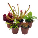 Carnivorous Plant Assortment Set All Different Plant Species 5 Live Potted Pla