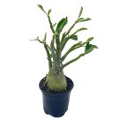 Adenium Obesum Desert Rose Plant Huge Very Large Desert Rose Bonsai Tree Heathy