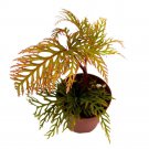 Begonia Bipinnatifida 2Ch Fern Leaf Begonia Pink Flower