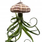Large Tillandsia Jellyfish Big Hanging Air Plant With Seashell
