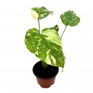Monstera Thai Constellation 4Ch Variegated Deliciosa Rare Swiss Cheese Plan