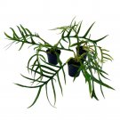 Philodendron Tortum 2Ch Set Of 3 Corkscrew Philo Elegans Bipinattifidum Tiny