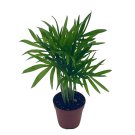 Bamboo Palm Palma Areca Reed Palm Clustered Parlor Palm Cane Palm Chamaedore