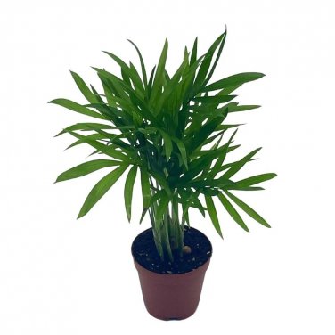 Bamboo Palm Palma Areca Reed Palm Clustered Parlor Palm Cane Palm Chamaedore