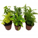Fern Variety Assortment 6 Different Fern   2Ch Pots Super Cute Be