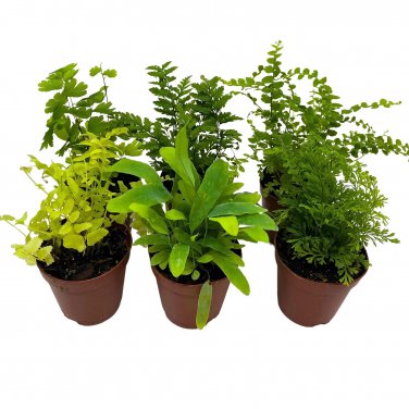 Fern Variety Assortment 6 Different Fern   2Ch Pots Super Cute Be