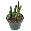 Stapelia Similis Similar Stapelia 4Ch Pot Black Starfish Flower Rare Huer