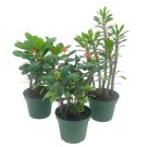 Crown Of Thorns Euphorbia Milii Assortment Set Of 3 4Ch Pots Crown-Of-T