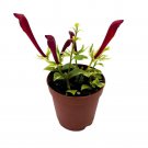 Columnea Broget Stavanger 2Ch Goldfish Plant Lipstick Plant Red Flower