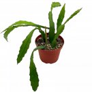 Epiphyllum Orchid Cactus 4Ch Disocactus Ackermannii