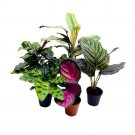 Calathea Assortment 2Ch Set Of 5 Peacock Prayer Plant Set Regal Foli