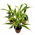 Dracaena Deremensis Variegated Corn Plant Lemon Lime Fragans 2Ch Set Of 3 Ti