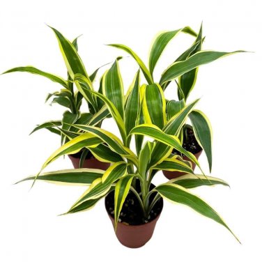 Dracaena Deremensis Variegated Corn Plant Lemon Lime Fragans 2Ch Set Of 3 Ti