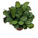 Calathea Burle Marxii 4Ch Fishbone Prayer Plant Ctenanthe