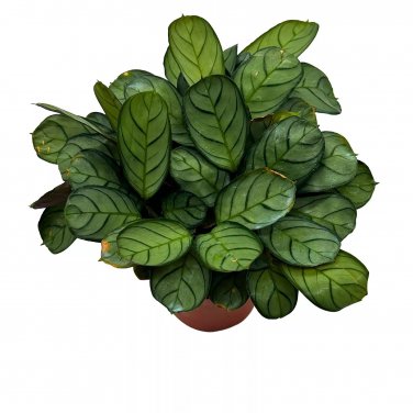 Calathea Burle Marxii 4Ch Fishbone Prayer Plant Ctenanthe