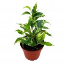 Ficus El Dorado 4Ch Benjamina Variegated Weeping Fig