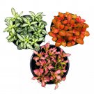Fittonia Nerve Plant Assortment 4Ch Set Of 3 Red White And Pink Mosaic Jew