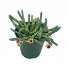 Stapelia Procumbens 4Ch Huernia Procumbus Starfish Cactus Orbea
