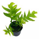 Sharktooth Fern 4Ch Selenicereus Chrysocardium