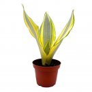 Sansevieria Ghost 4Ch Rare Dracaena Trifasciata Hybrid Snake Plant
