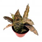 Samurai Dwarf 4Ch Sansevieria Kirk Coppertone Very Rare Snake Plant