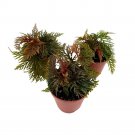 Begonia Bipinnatifida 2Ch Set Of 3 Fern Leaf Begonia Tiny Mini Pixie