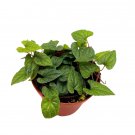 Piper Silver Flecks 4Ch Miniature Leaf Rare Piper Silver Flek Variegated