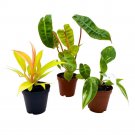 Rare Philodendron Assortment 2Ch Set Of 3 Very Rare Philo Set Growers Choic