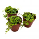 String Of Turtles 2Ch Set Of 3 Peperomia Prostrata Tiny Mini Pixie
