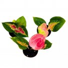 Aglaonema Red King 2Ch Set Of 3 Tiny Mini Pixie