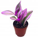 Pink Tradescantia Nanouk Variegated Wandering Jew Rare 2Ch Tiny Mini Pixie